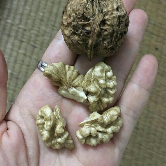 1kg hạt mắc mật khô