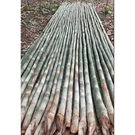 cây giống cây tầm vông
