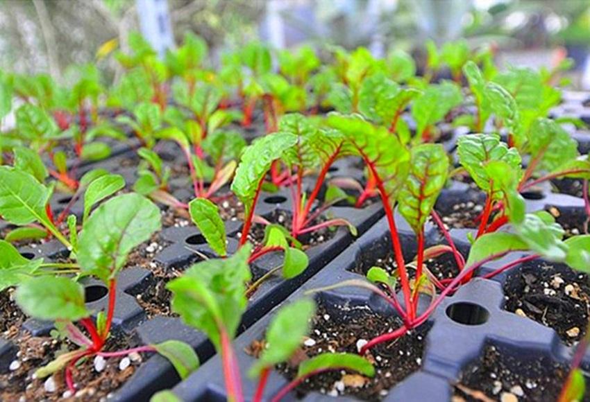 Hạt giống cải cầu vồng
