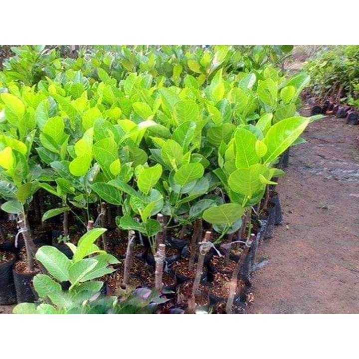 Cây giống mít tố nữ
