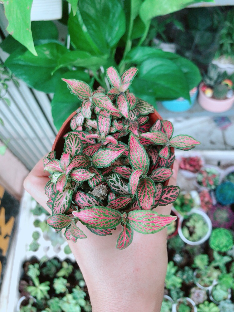 Chậu cẩm nhung (lá may mắn)