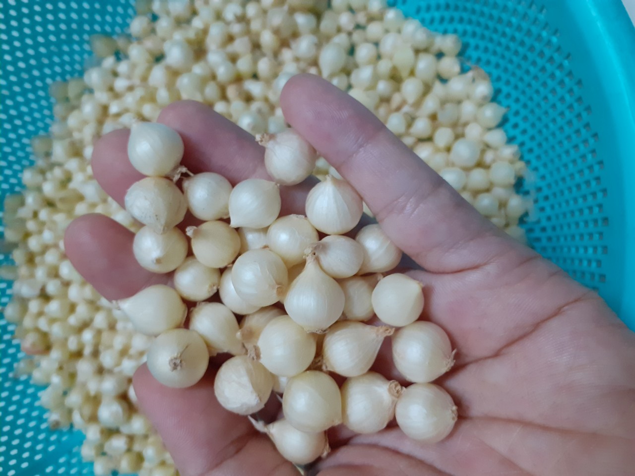Hành Tăm 1KG (Củ nén) Quảng Trị Nhà Trồng