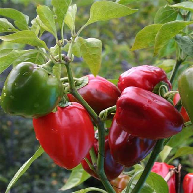 Hạt giống ớt chuông ( gói 60 hạt)