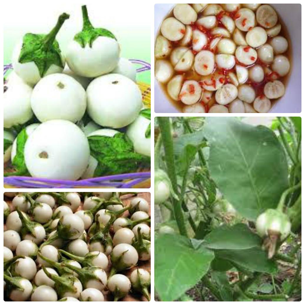 Hạt giống cà pháo trắng - 2gr