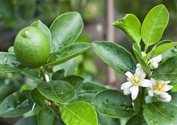 Cây giống chanh tứ quý quả chùm