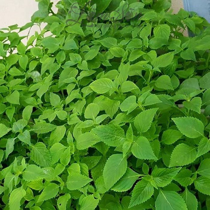 Hạt Giống Lá Cây Rau Kinh Giới 1gr