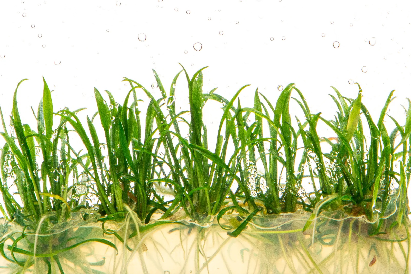 Tiêu thảo Parva - Tiêu thảo mũi tên - Cryptocoryne Parva