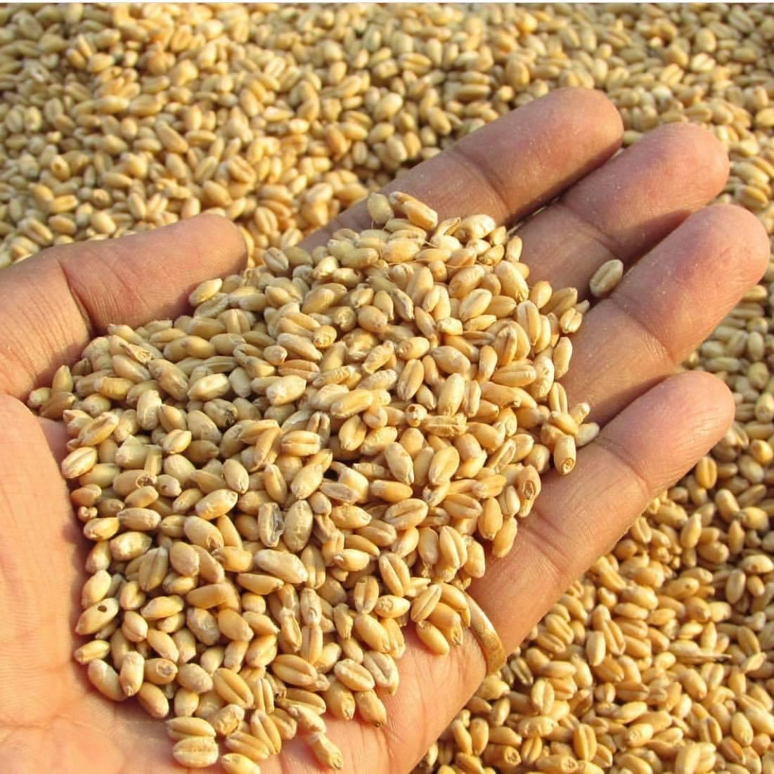 Hạt giống cỏ lúa mì gói 100g - chất lượng hạt giống cao