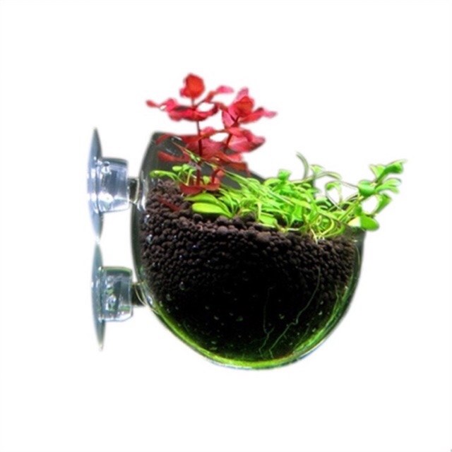 Cốc trồng cây thủy sinh