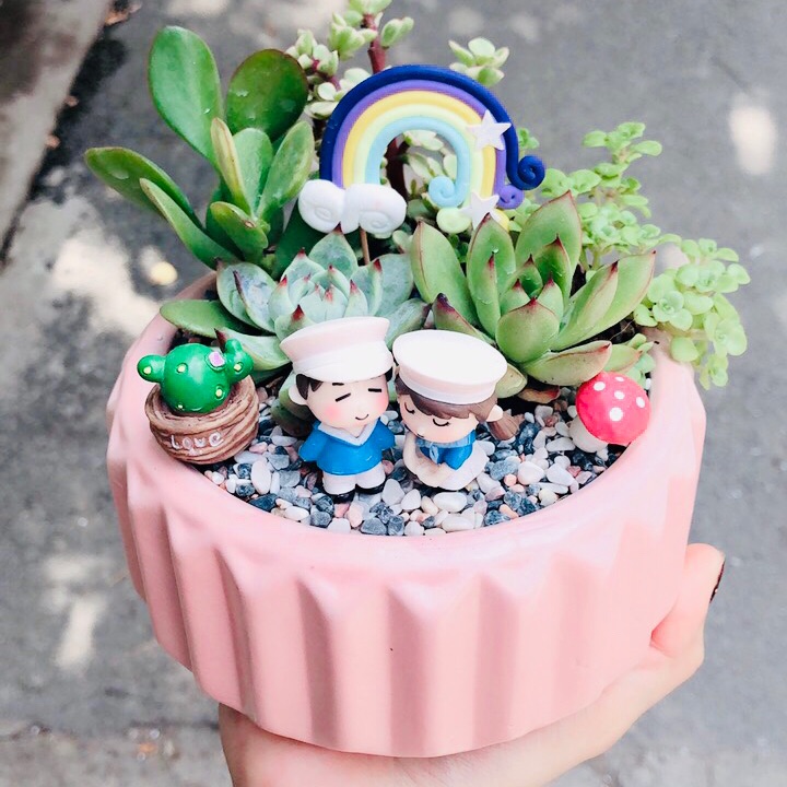 Chậu sen đá tiểu cảnh