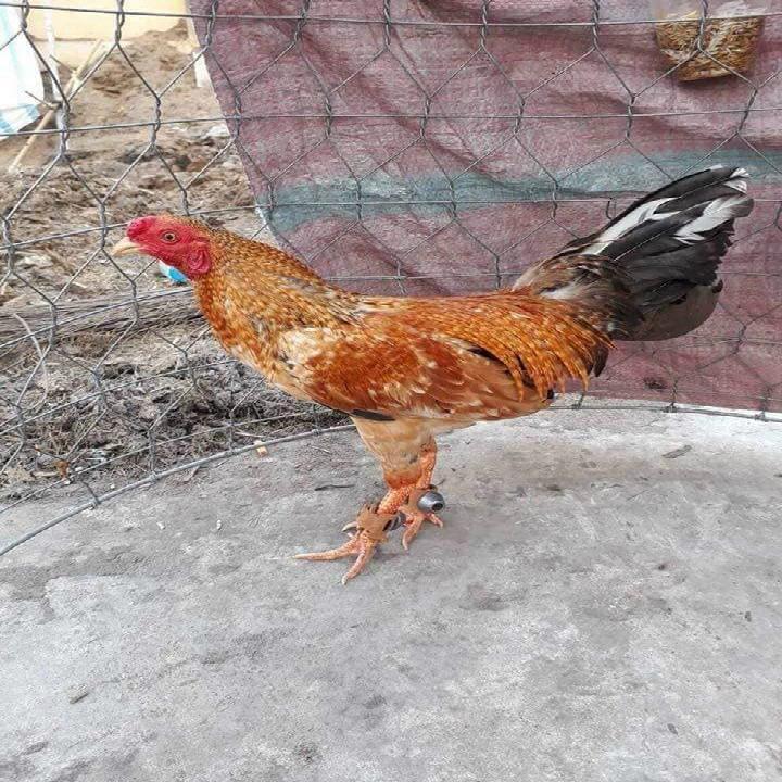 TẠ CHÌ TẬP LỰC CHO GÀ LÔNG - GÀ NÒI [ NẶNG 170 Gram ]