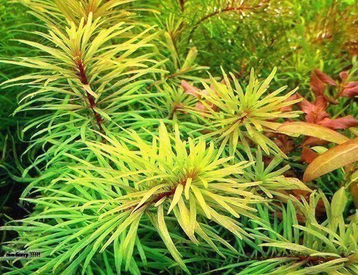 HOÀNG THÁI DƯƠNG 15 NGỌN ( màu vàng ) lá cạn