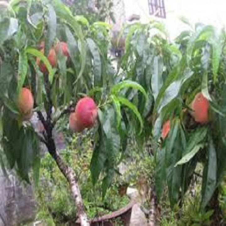 CÂY GIỐNG ĐÀO ĂN QUẢ