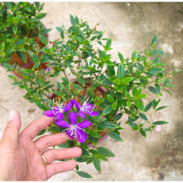CÂY GIỐNG SIM THÁI, MUA THÁI