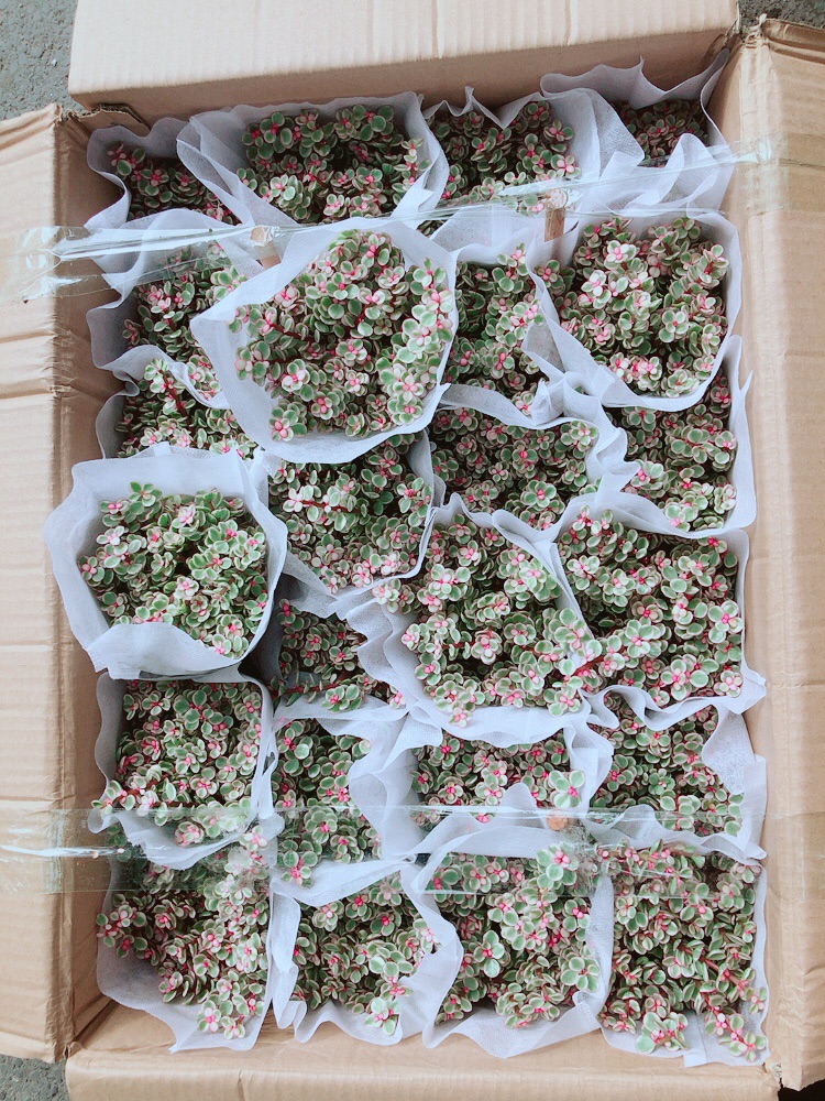 Sen Đá Nở Hoa