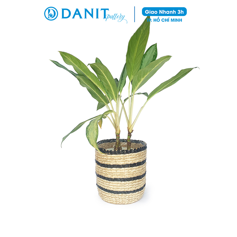 Giỏ cói trồng cây | Giỏ đựng đồ | Giỏ đựng mỹ phẩm (Giỏ cói phối buông) Danit Pottery