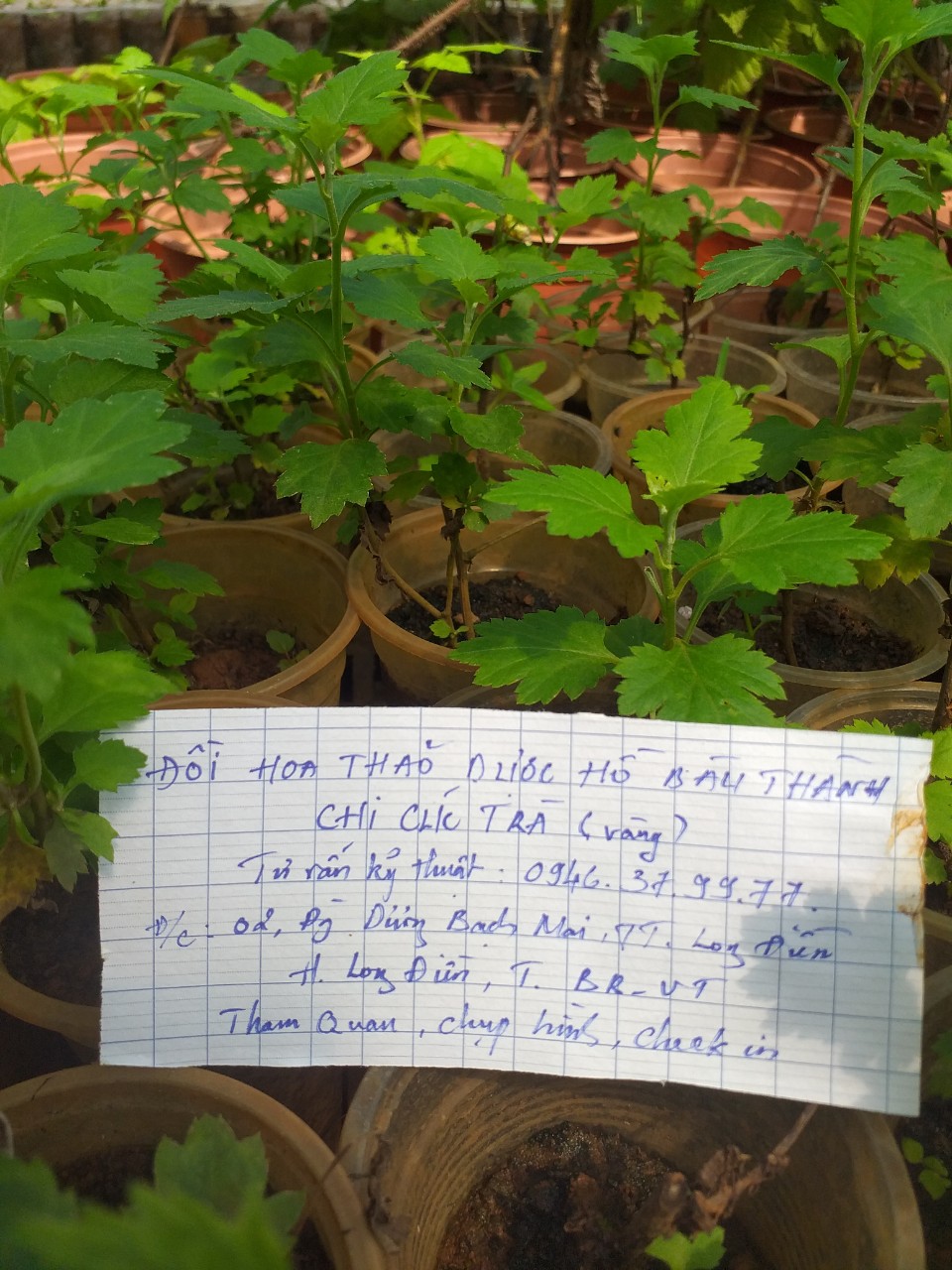 Cây giống hoa Cúc làm trà (cúc cổ, cúc kim, cúc chi vàng, bạch cúc)