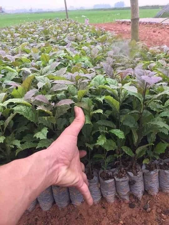 COMBO 5 CÂY GIỐNG XẠ ĐEN HÒA BÌNH - CÂY DƯỢC LIỆU