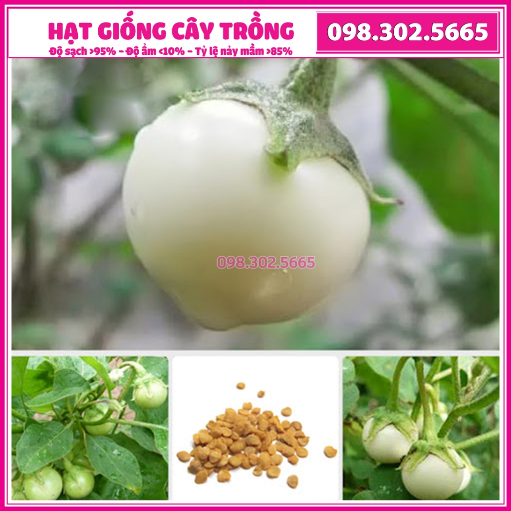 Hạt giống cà pháo trắng cao sản - 2g - quả tròn đều, giòn, ngon, dễ trồng, năng suất cao