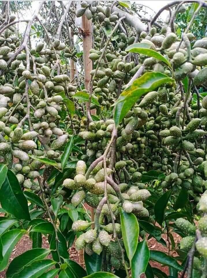 Cây dổi ghếp giống