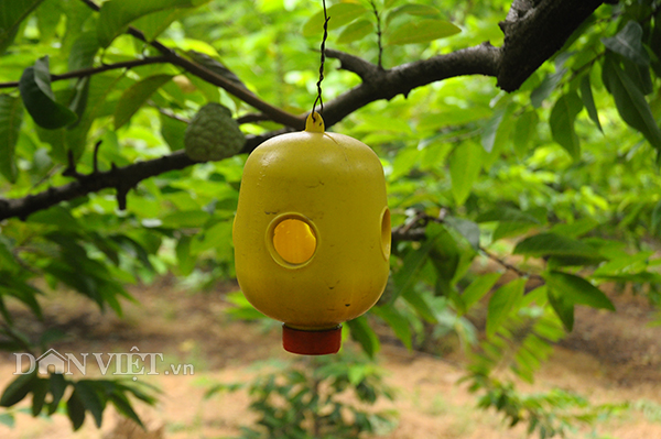 Set 2 lồng bẫy ruồi vàng, bẫy ong vàng chích quả