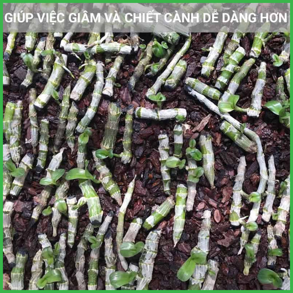 Super Rooting Gel Siêu Kích Rễ - Giâm Cành Chai 100 ml