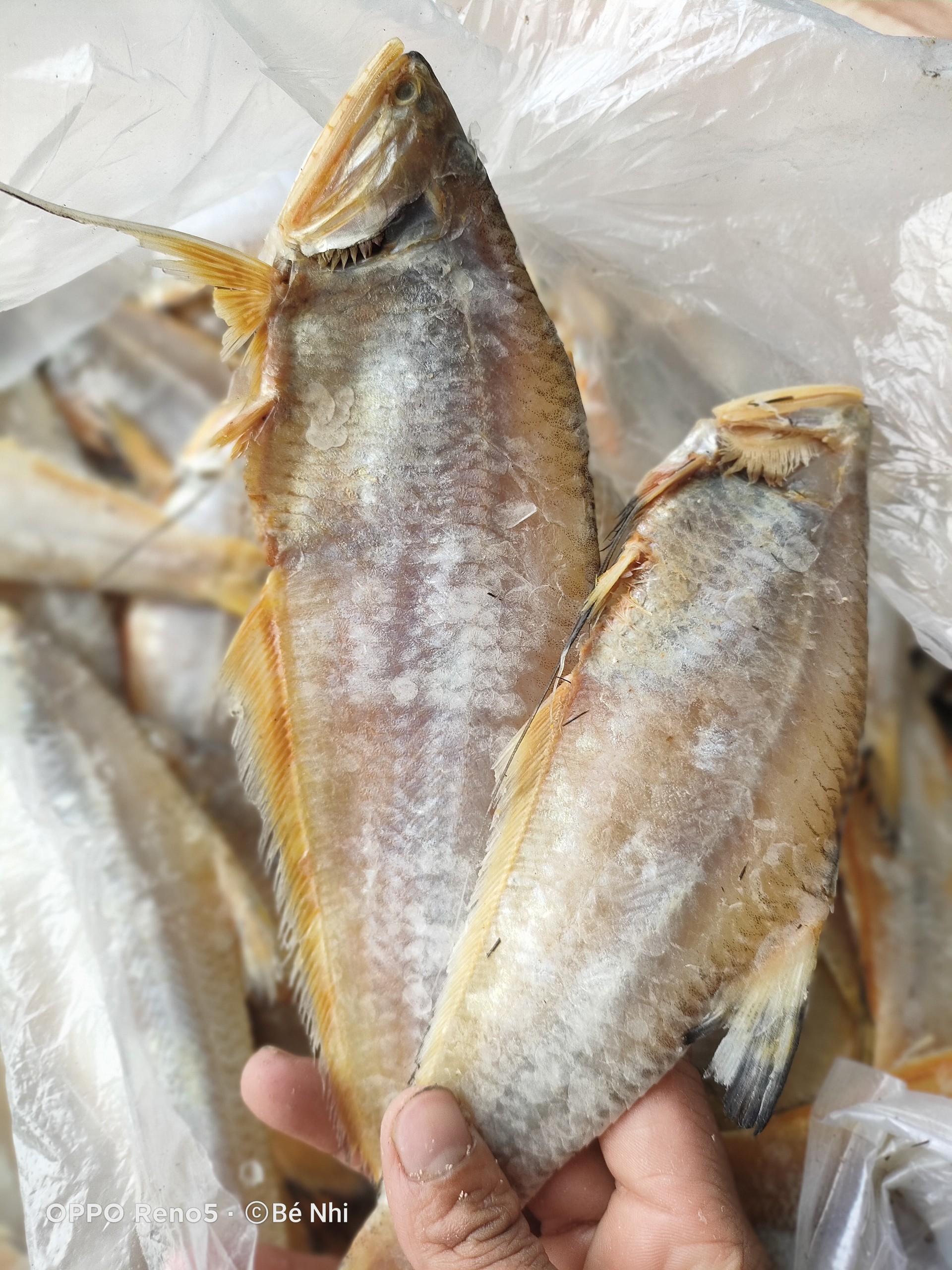 Khô Cá Lẹp Vàng Đặc Sản Vàng Cà Mau