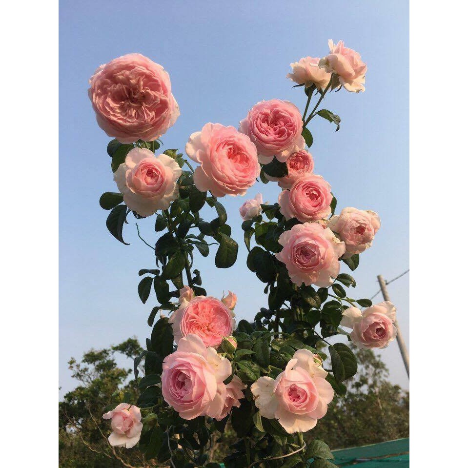 Hoa Hồng Mon Coeur Rose