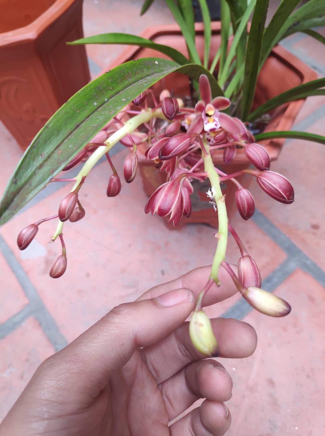 1THÂN ĐỊA lan kiếm hồng hoàng đỏ tây bắc, hoa đẹp, thơm dể sống, dễ thuần