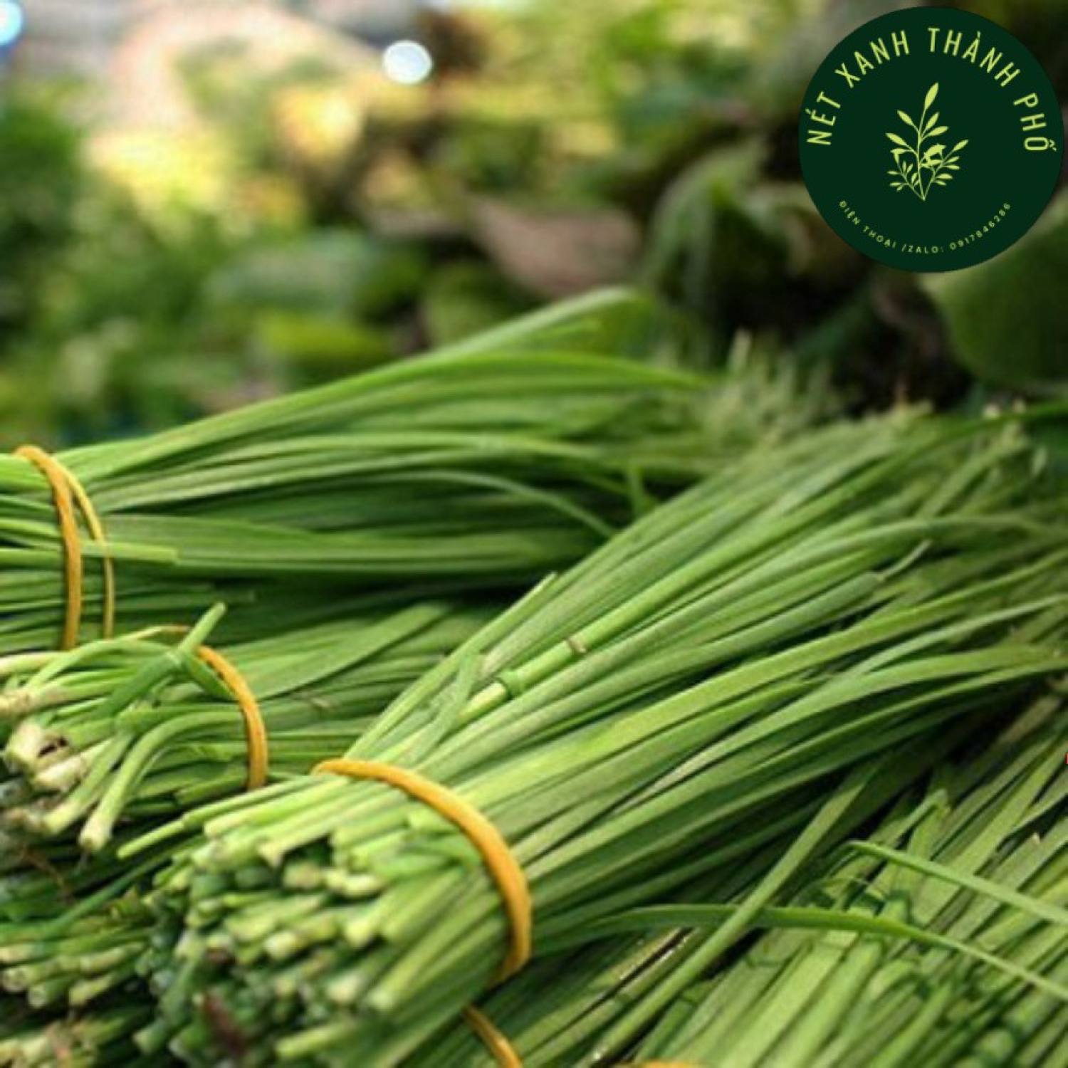 Hạt giống Hẹ Lá, Hẹ Ta chịu nhiệt 1gr