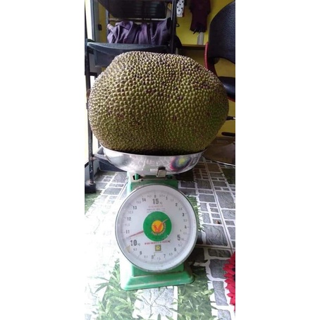 CÂY GIỐNG MÍT DAI MẬT ỐNG ( CHUẨN GIỐNG CÂY GHÉP)