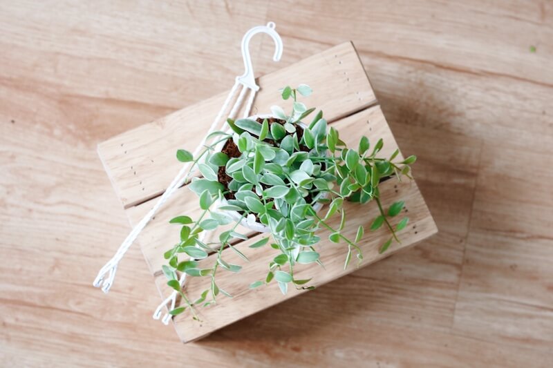 Cây Dischidia oiantha Silver Star - Cây Lan Hạt Dưa (chậu treo hoặc chậu đất nung)