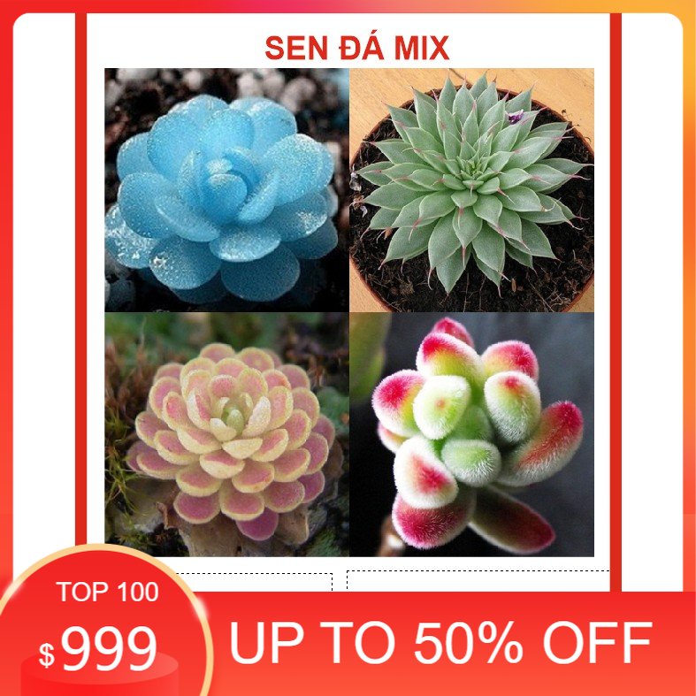 Hạt giống Hoa Sen đá 20 Hạt