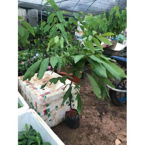 Nhãn hạt lép ido cây giống