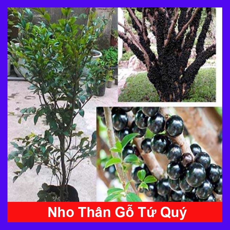 HẠT GIỐNG NHO THÂN GỖ - CÂY PHÁT TRIỂN KHỎE