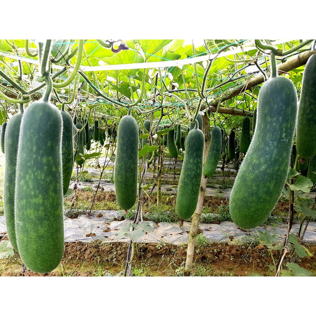 Combo 2kg Trà Bí Đao Thanh Nhiệt Mát Gan
