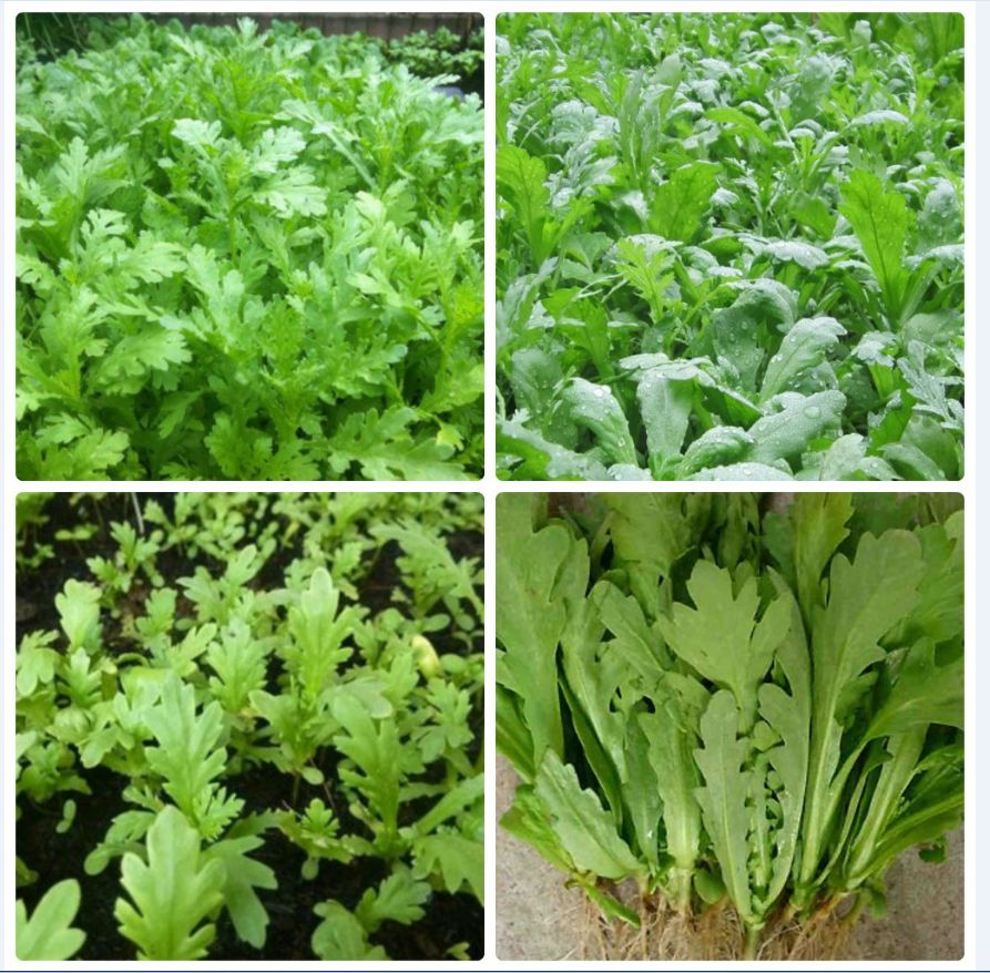 Hạt giống rau cải cúc nếp ta cao sản - 1 gói 20 gram