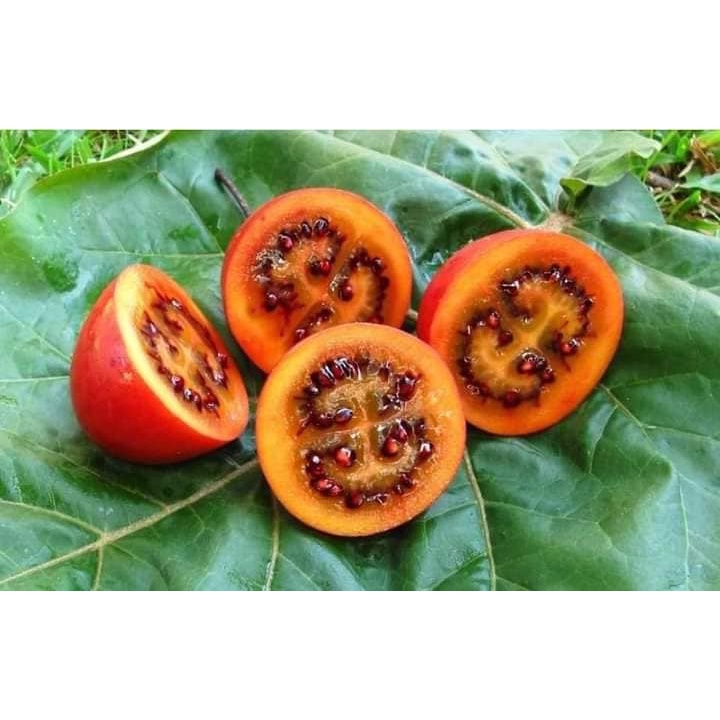 CÂY GIỐNG CÀ CHUA THÂN GỖ DSF