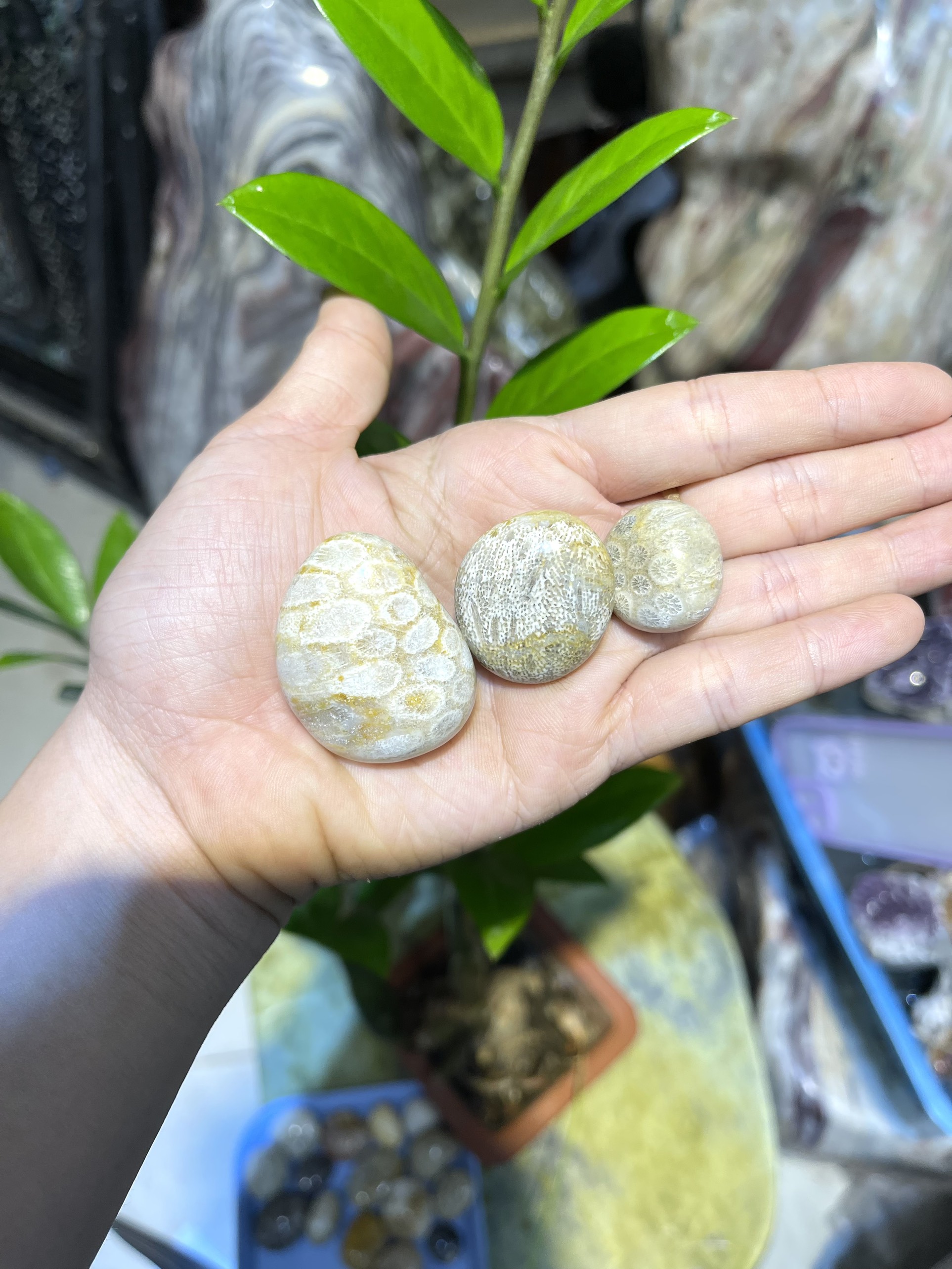 Đá san hô hoá thạch hoa văn đẹp mắt - Sưu tầm - CADA DECOR