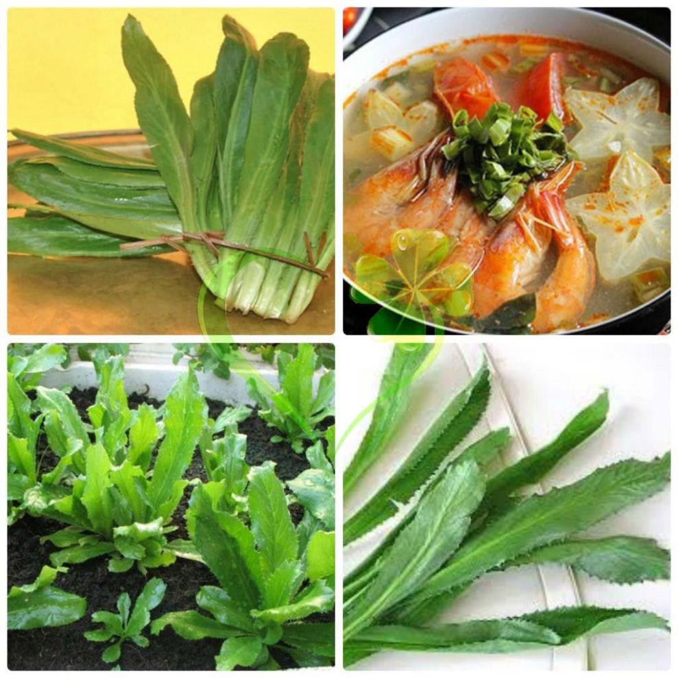 Hạt giống ngò gai - gói 3 gram