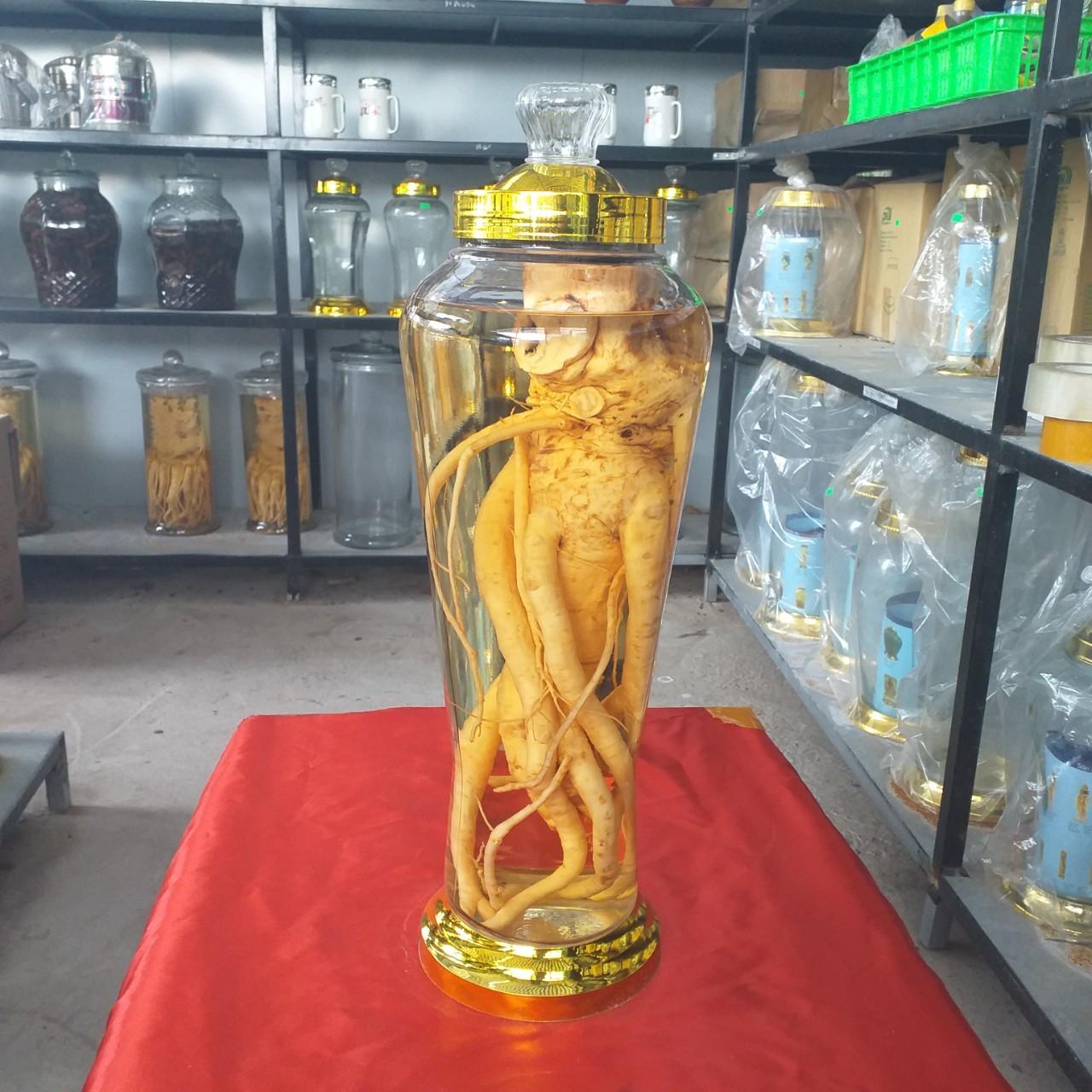 BÌNH NGÂM RƯỢU SÂM, ĐINH LĂNG, HOA QUẢ THỦY TINH 7 LÍT