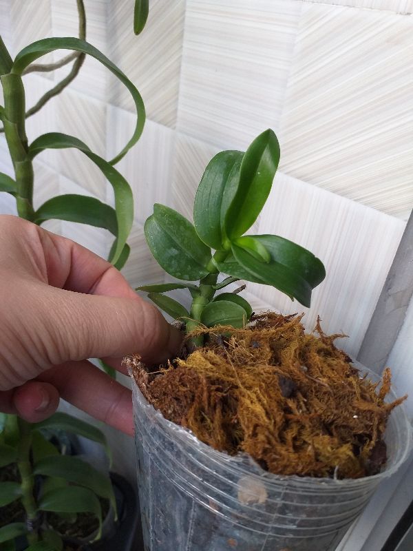 5 cánh trắng bạch tuyết