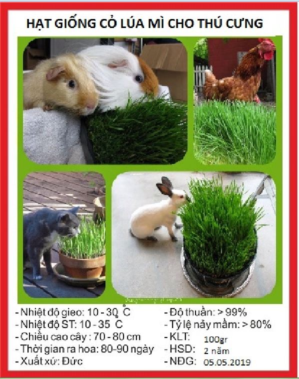 "Gói 100Gram "Hạt giống cỏ lúa mì lúa mạch ( cho thú cưng chó mèo chim hamster )