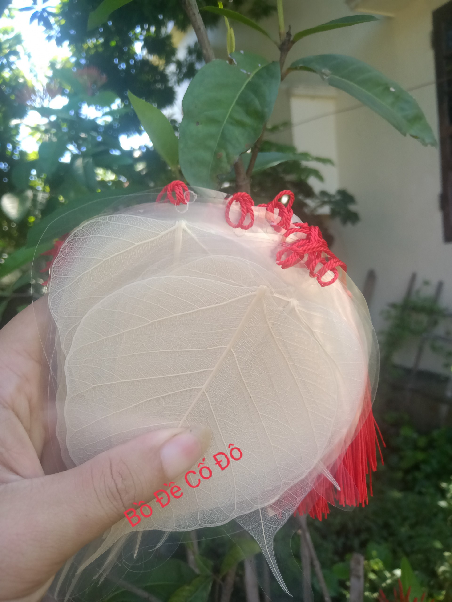 Lá bồ đề ép sẵn để viết thư pháp size 8-9-10cm lá trắng