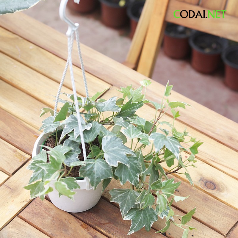 Cây Thường Xuân Cẩm Thạch (English Ivy Marble, Hedera Helix Var)