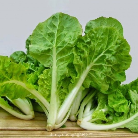 Hạt Giống cải bẹ Dún cao sản