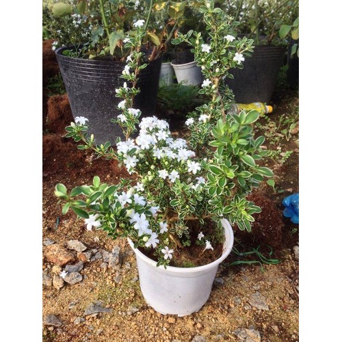 cây giống bạch tuyết mai