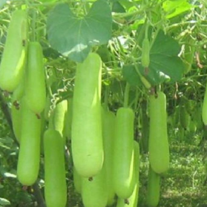 Hạt giống bầu lai siêu trái (gói 10 hạt)