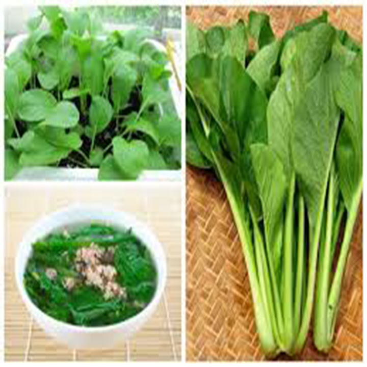 20 gram hạt giống rau cải ngọt