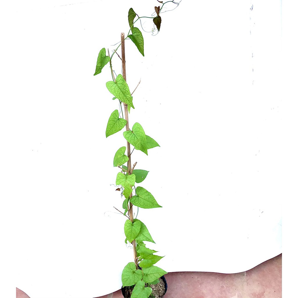 Cây hoa Ti gôn cao 70cm (ảnh thật số 2)